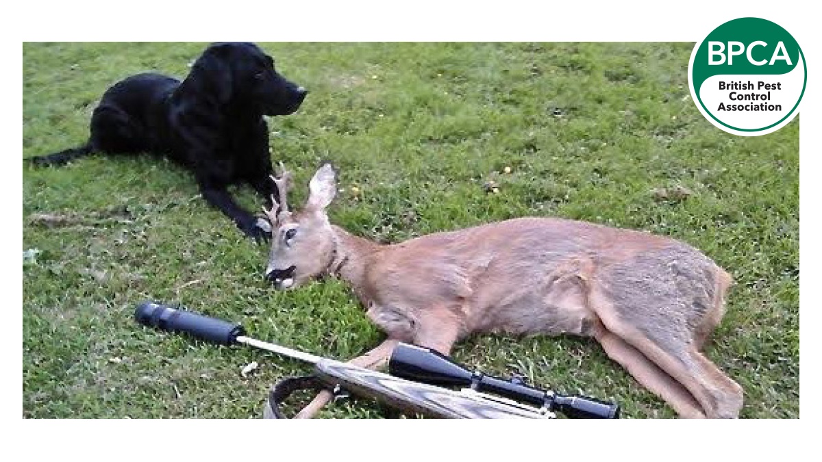 deer c1 deer c1